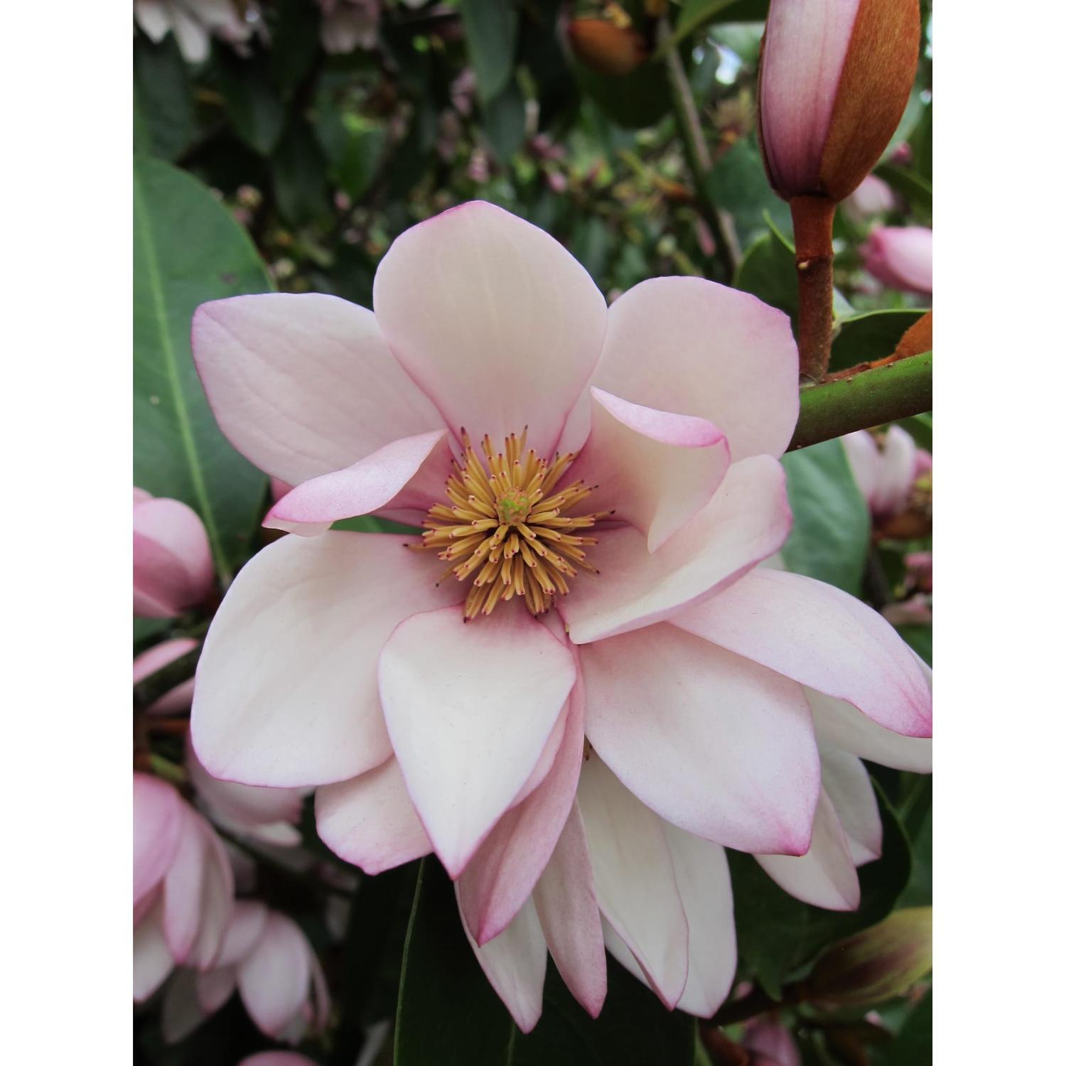 Magnolia Fairy Blush