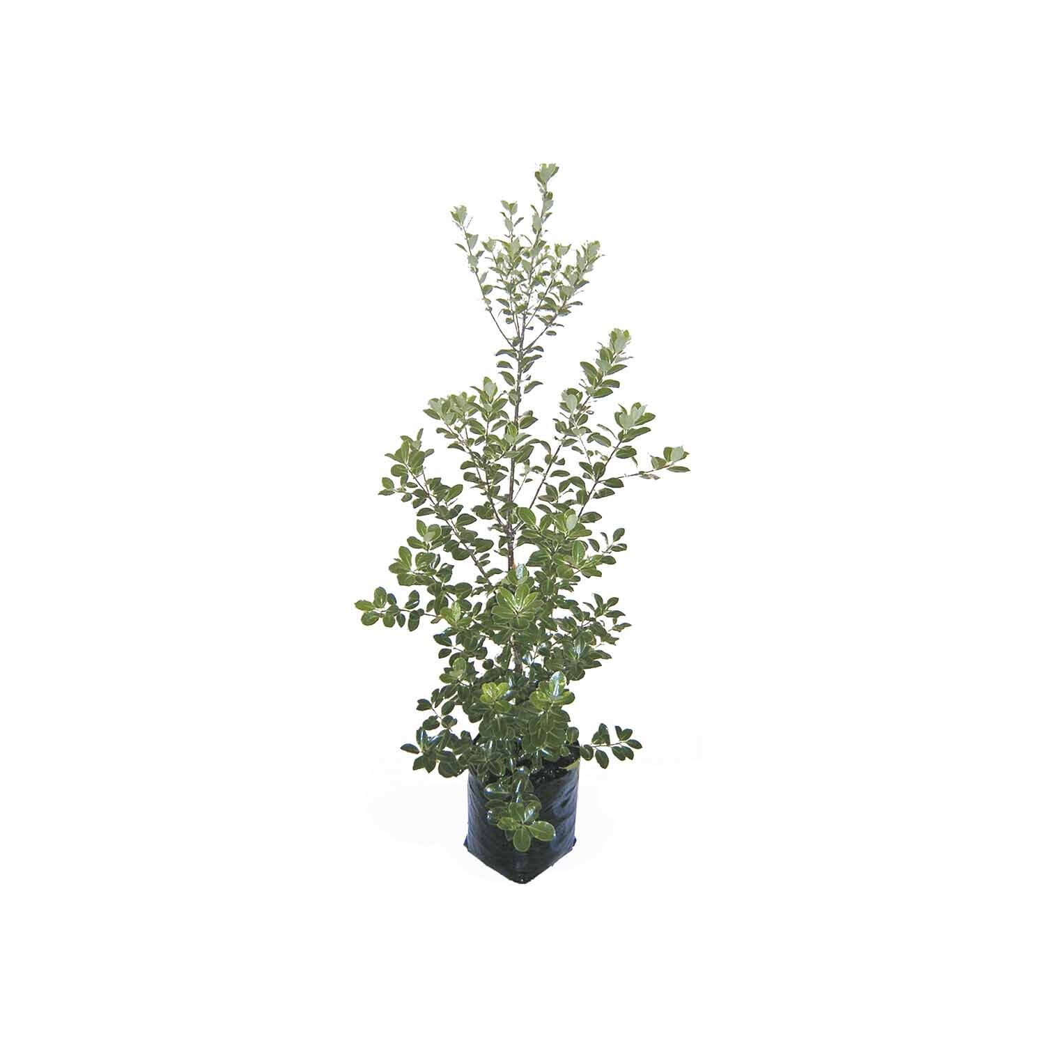 Photinia Supa Red