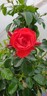Rose Scarlet