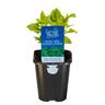 Basil Mrs Burns Lemon
