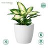Recycled Plastic Elm Pot 11cm White  White