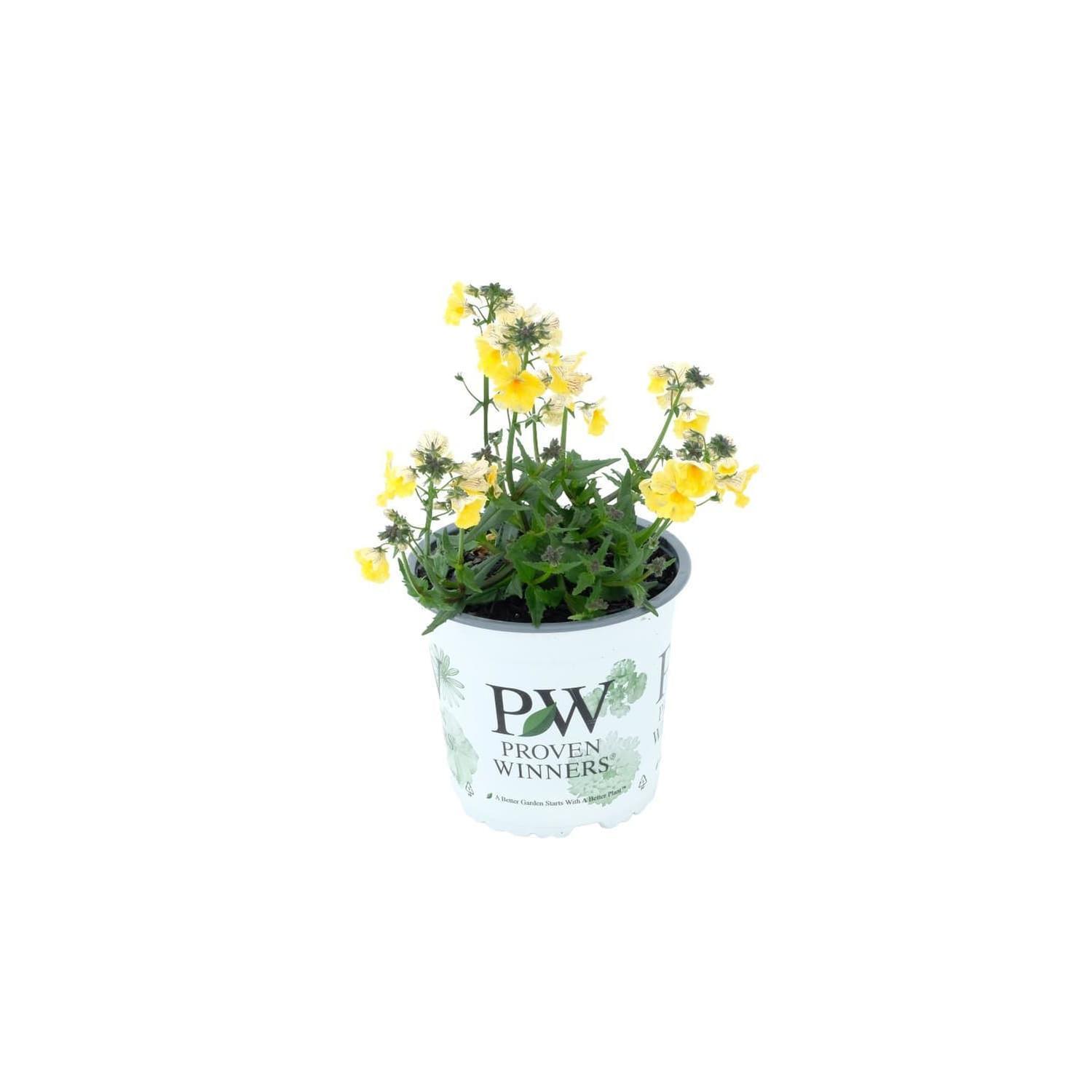 Nemesia Quince