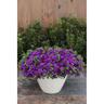Calibrachoa Double Blue