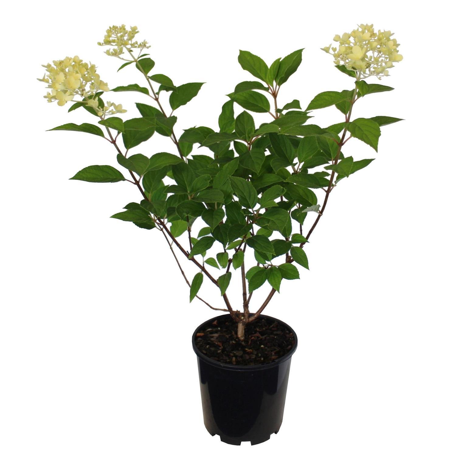 Hydrangea Limelight