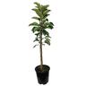 Apple columnar 'Scarlet Spire' 4.7 litre