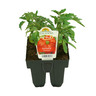 Tomato Beefsteak Pack of 6