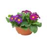 Flowering Primrose Bowls