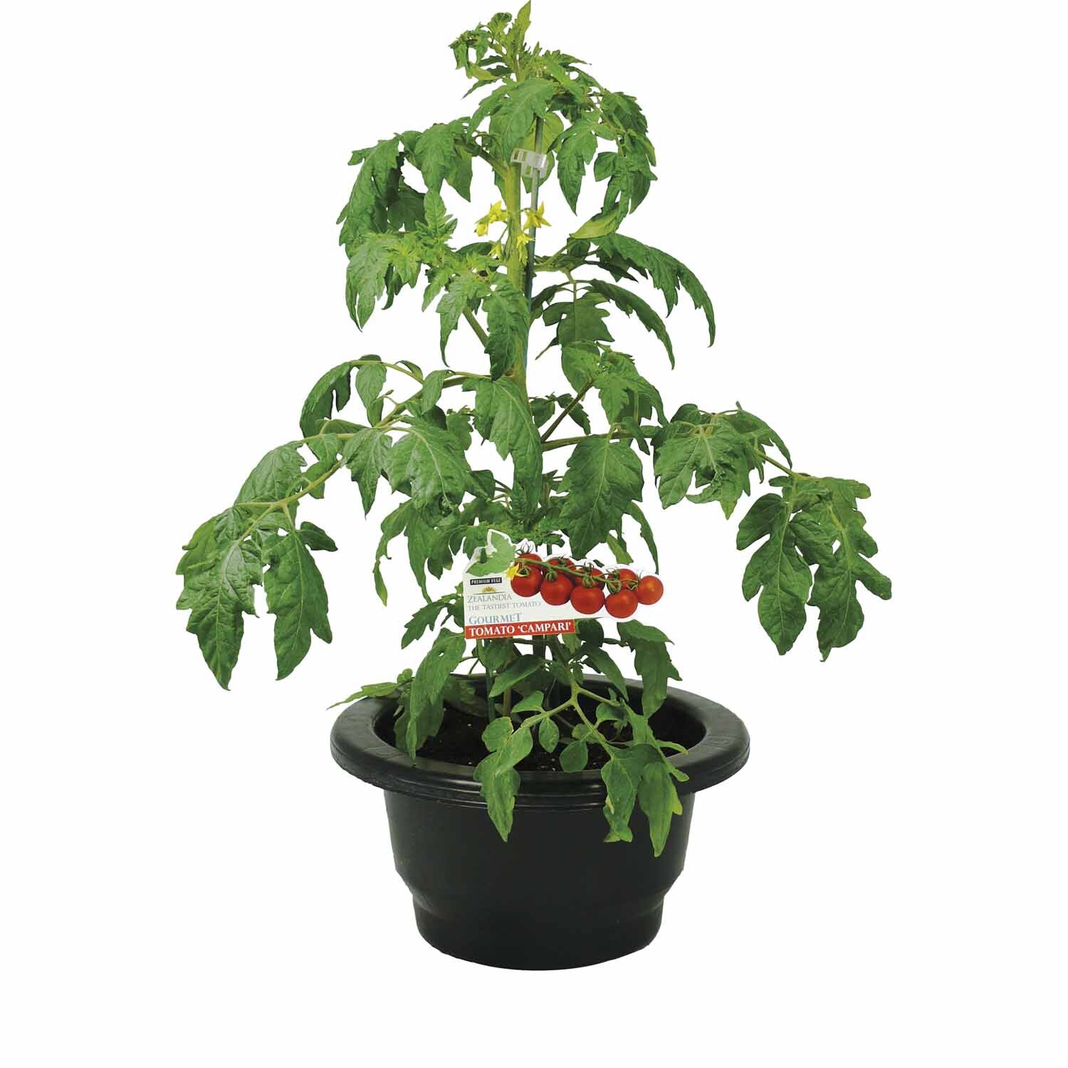Gourmet Campari Tomato Patio Planter