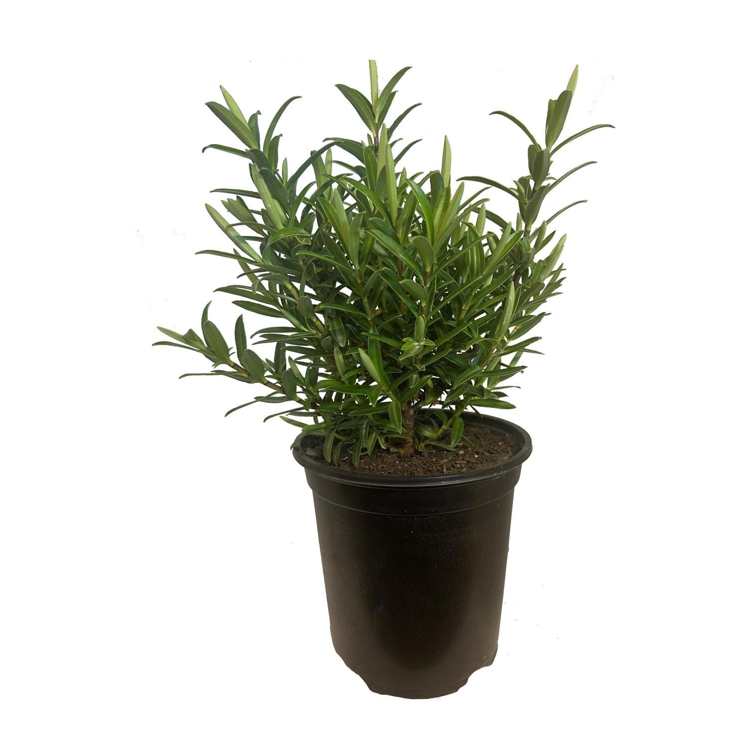 Hebe Townsonii 19cm