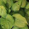 Hosta Stained Glass
