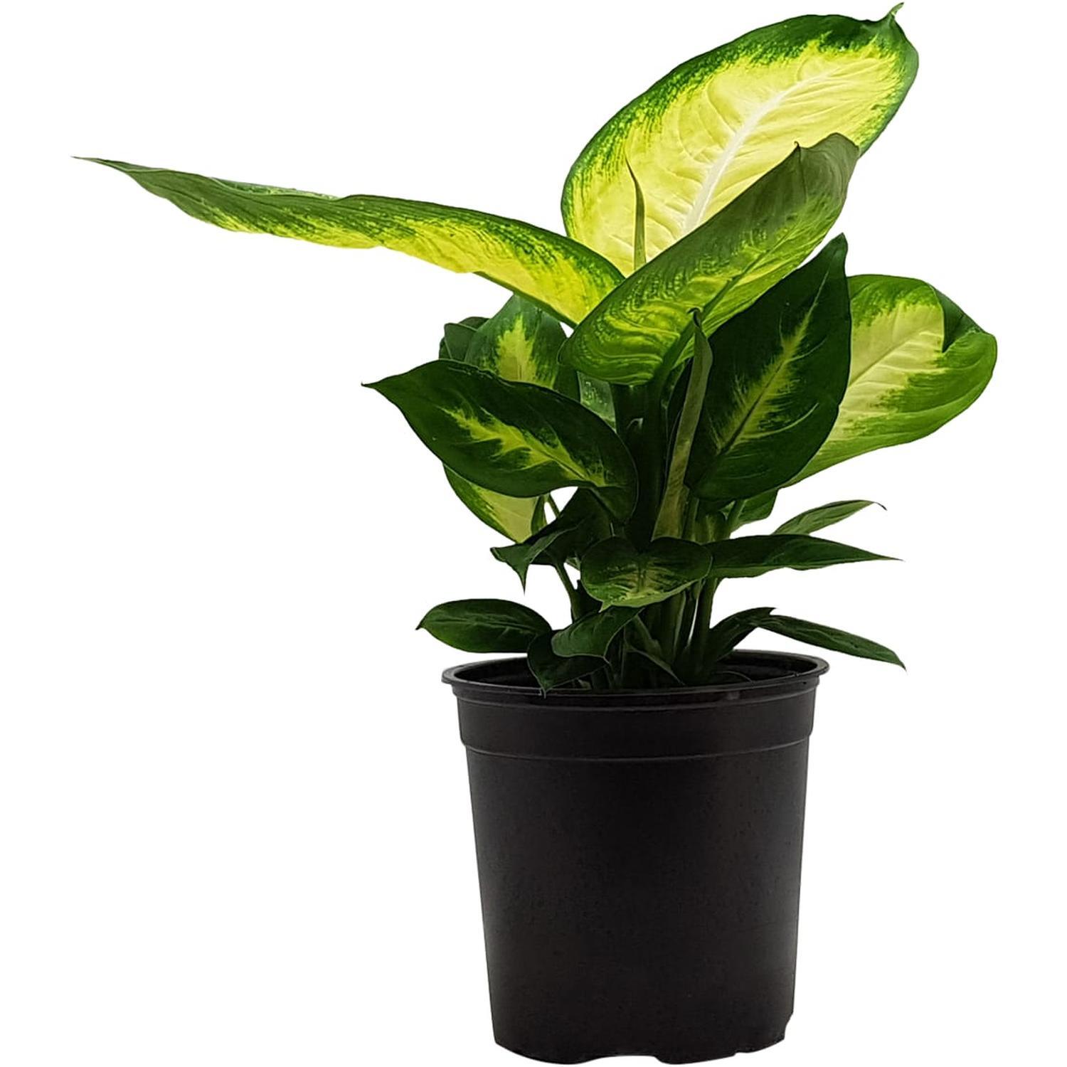 Dieffenbachia