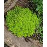 Sedum Goldmound