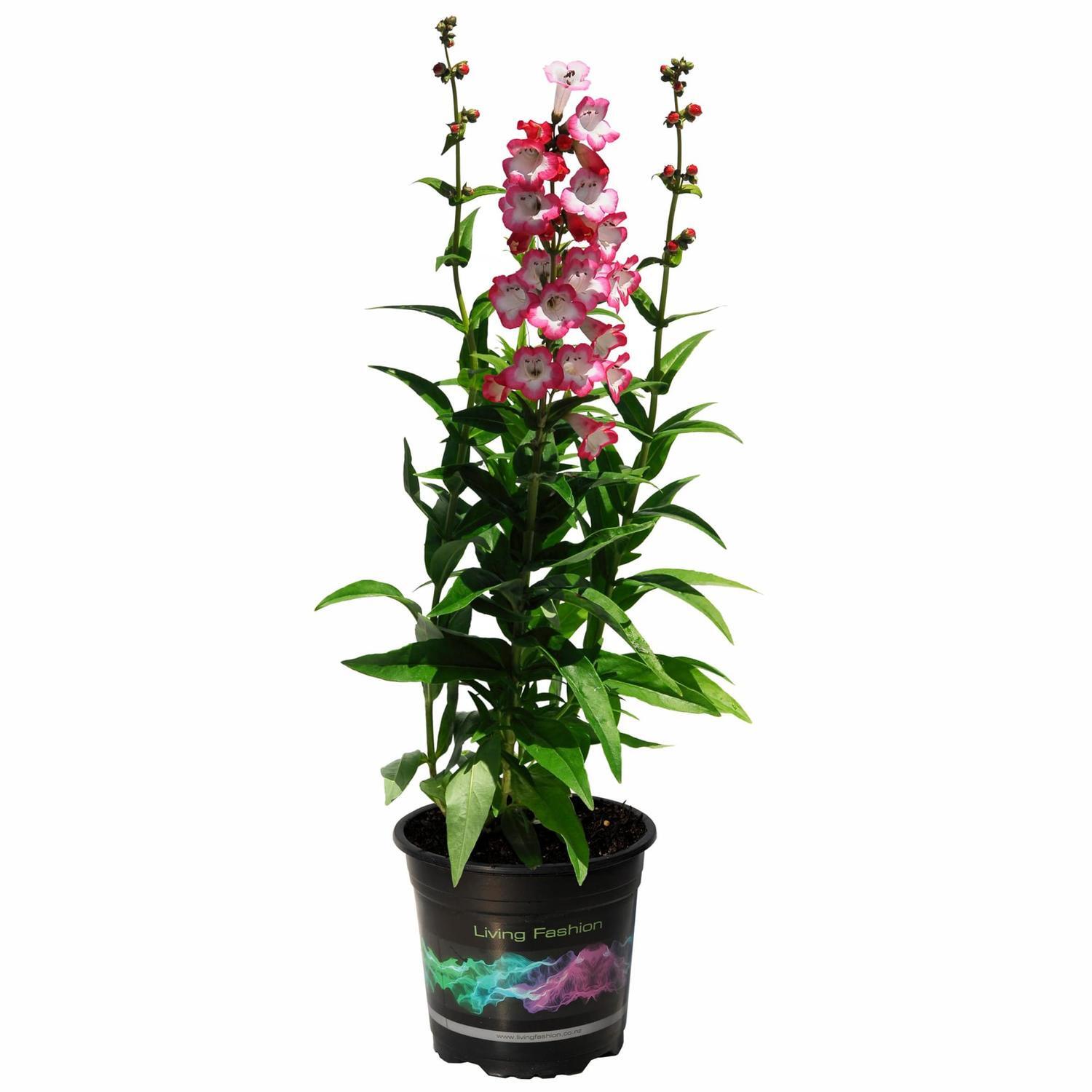 Penstemon Watermelon Taffey