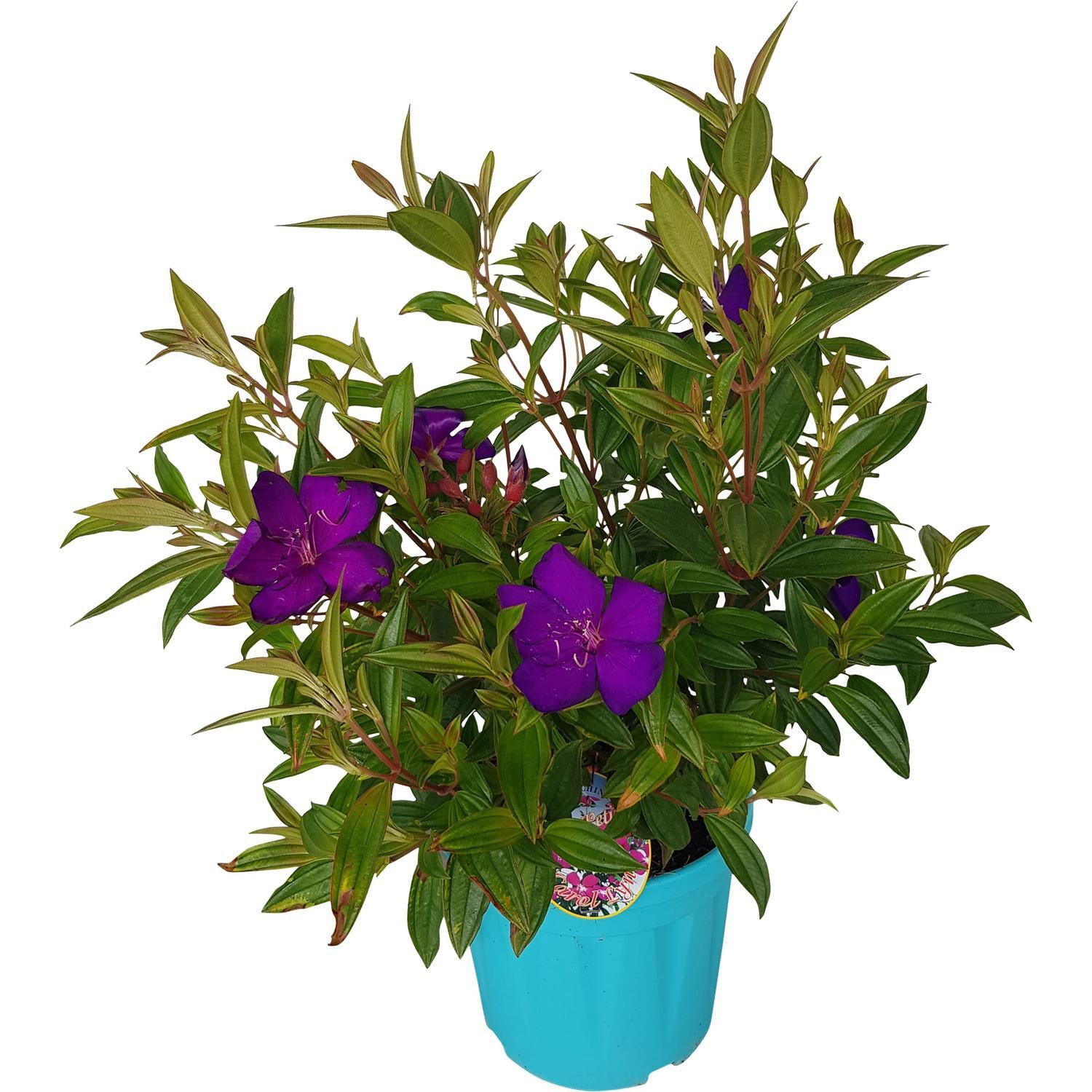 Tibouchina Carolyn