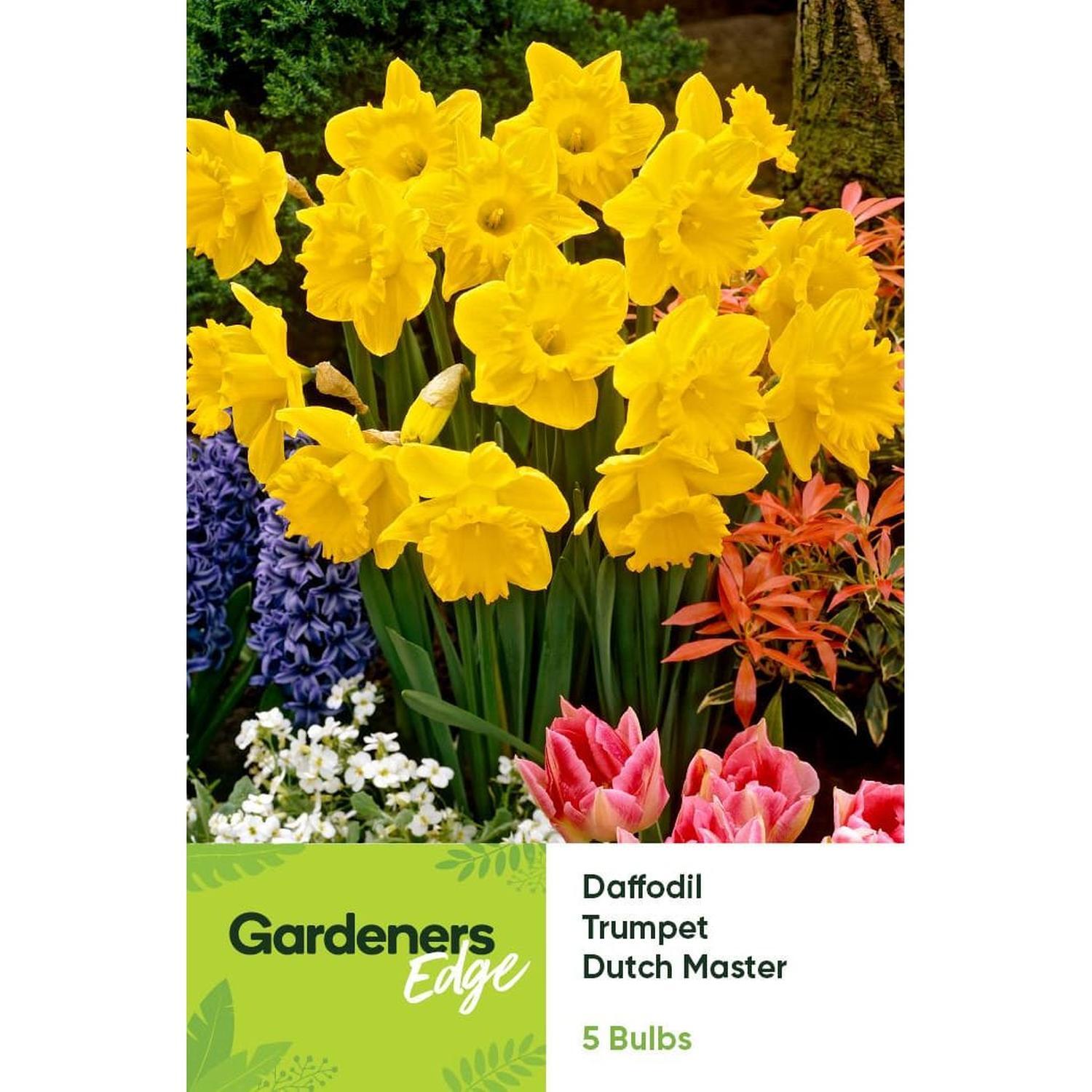 Daffodil Dutch Master 5 Pack
