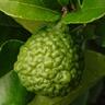 Lime Kaffir Dwarf