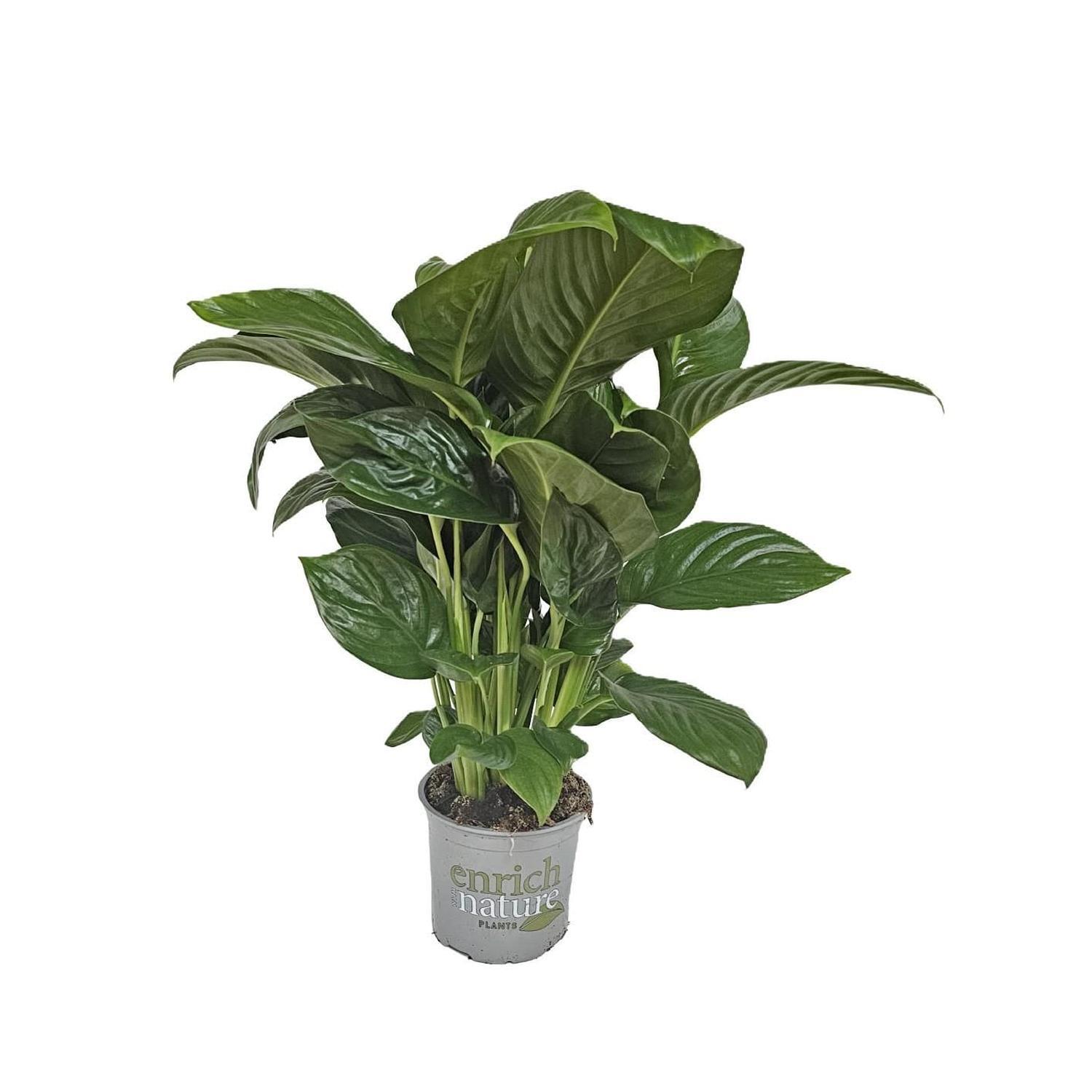 Spathiphyllum 'Peace Lily' Catalina 15cm