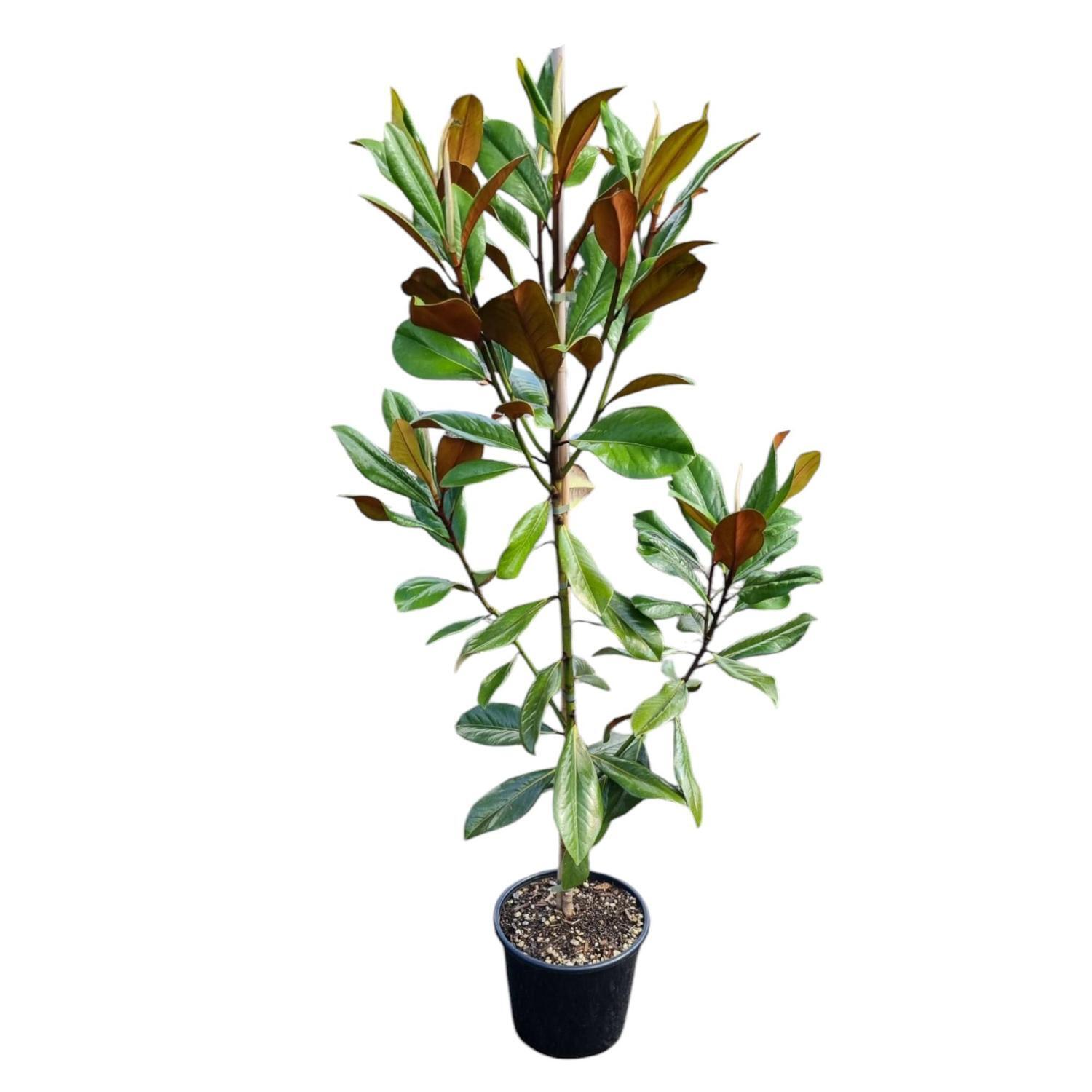 Magnolia Grand Blanchard  8.5L