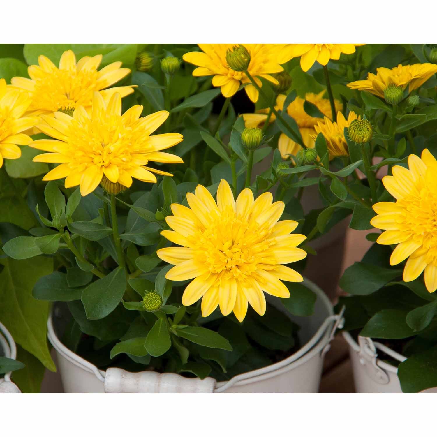 Osteospermum 3d Double Yellow