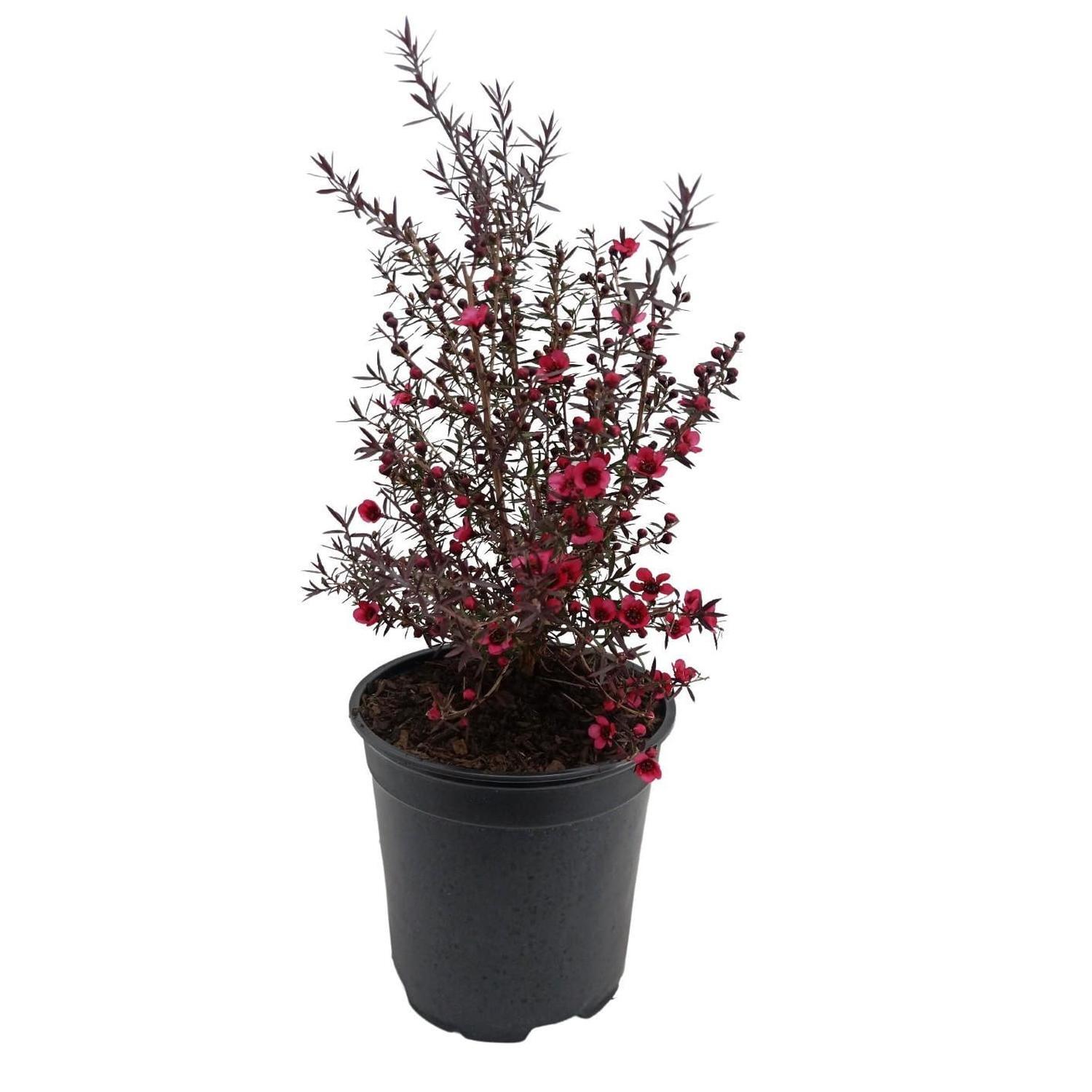 Leptospermum Wiri Donna