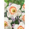 Daffodil Pink Charm Pack of 5
