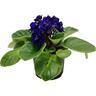 African Violets