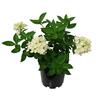 Hydrangea Bombshell