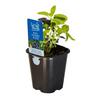 Basil Gourmet Blend