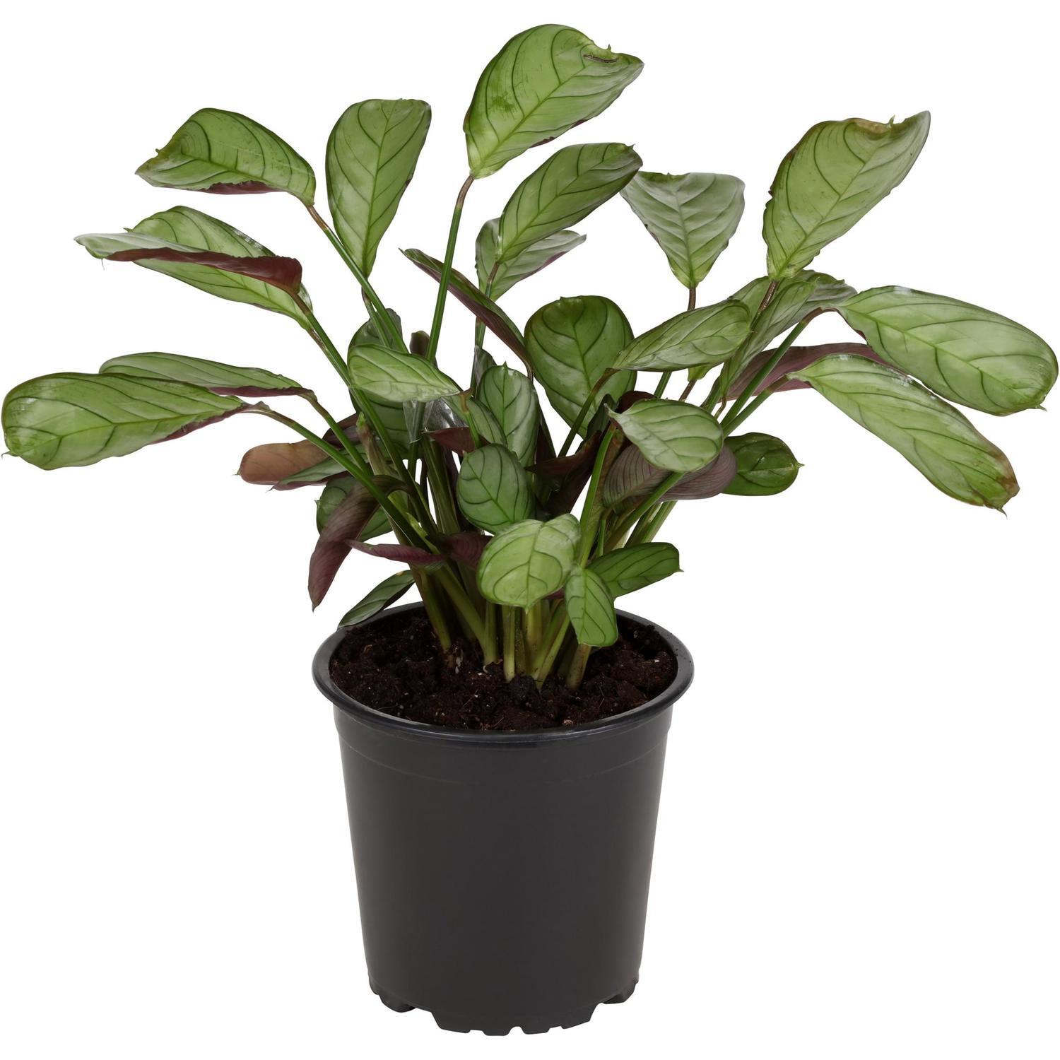 Centanthe Amagriss