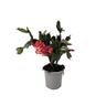 Zygo Cactus 10.5cm
