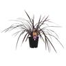 Cordyline Red Fountain