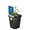 Tarragon French