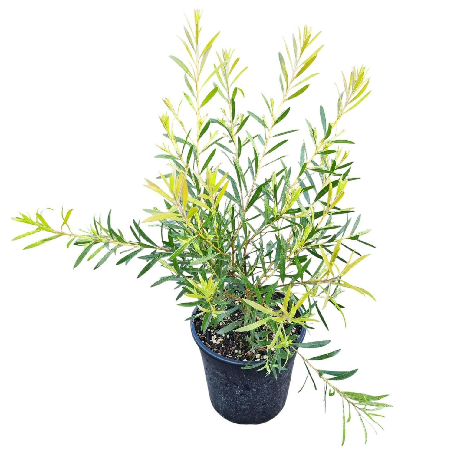 Callistemon Kings Park Special 4L