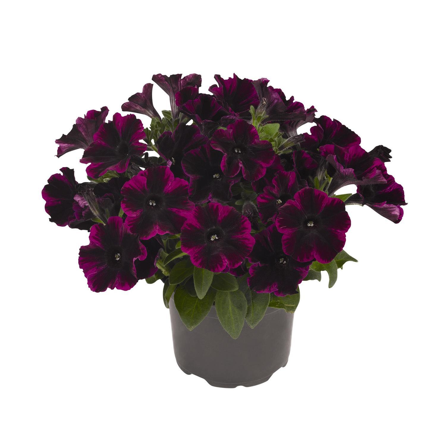 Petunia Johnny Flame