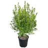 Pittosporum Mountain Green 6L