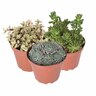 Succulents Assorted