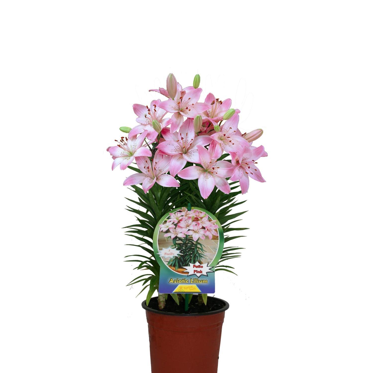 Lily Asiatic Pink Triple Plain 15cm