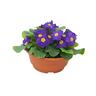 Flowering Primrose Bowls