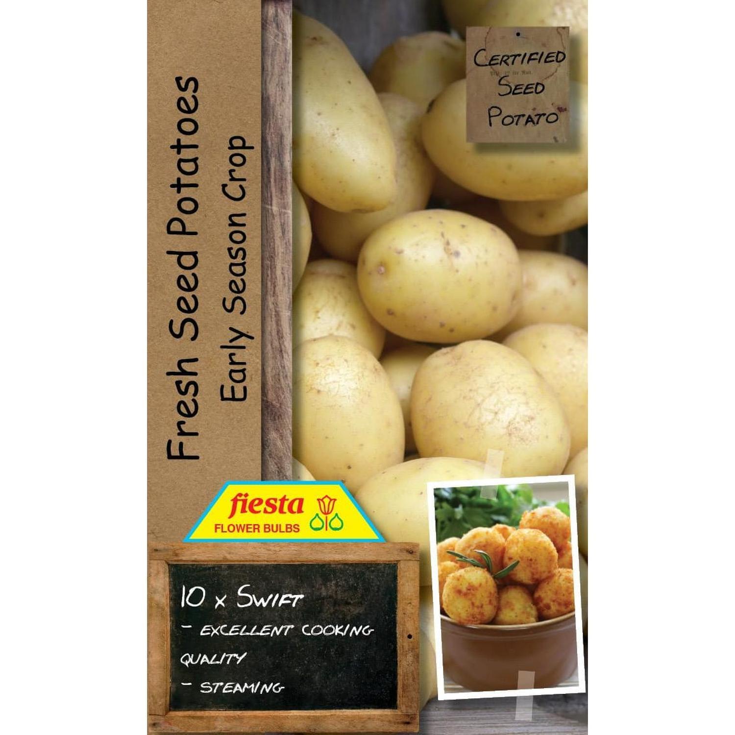 Seed Potato Swift  10 pack