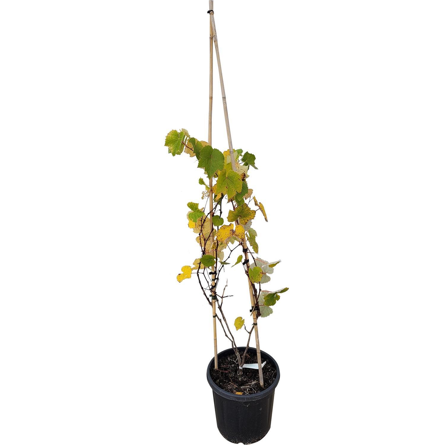 Grape - Fruiting