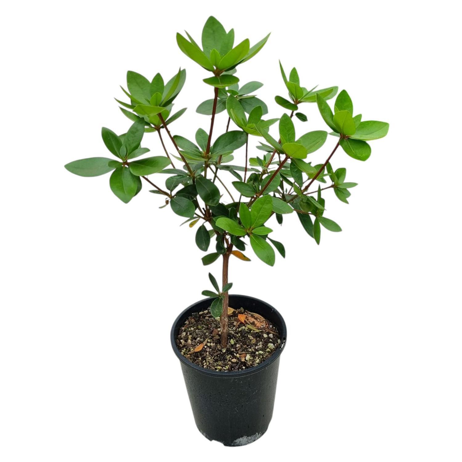 Vireya Greers Pink 3.3L