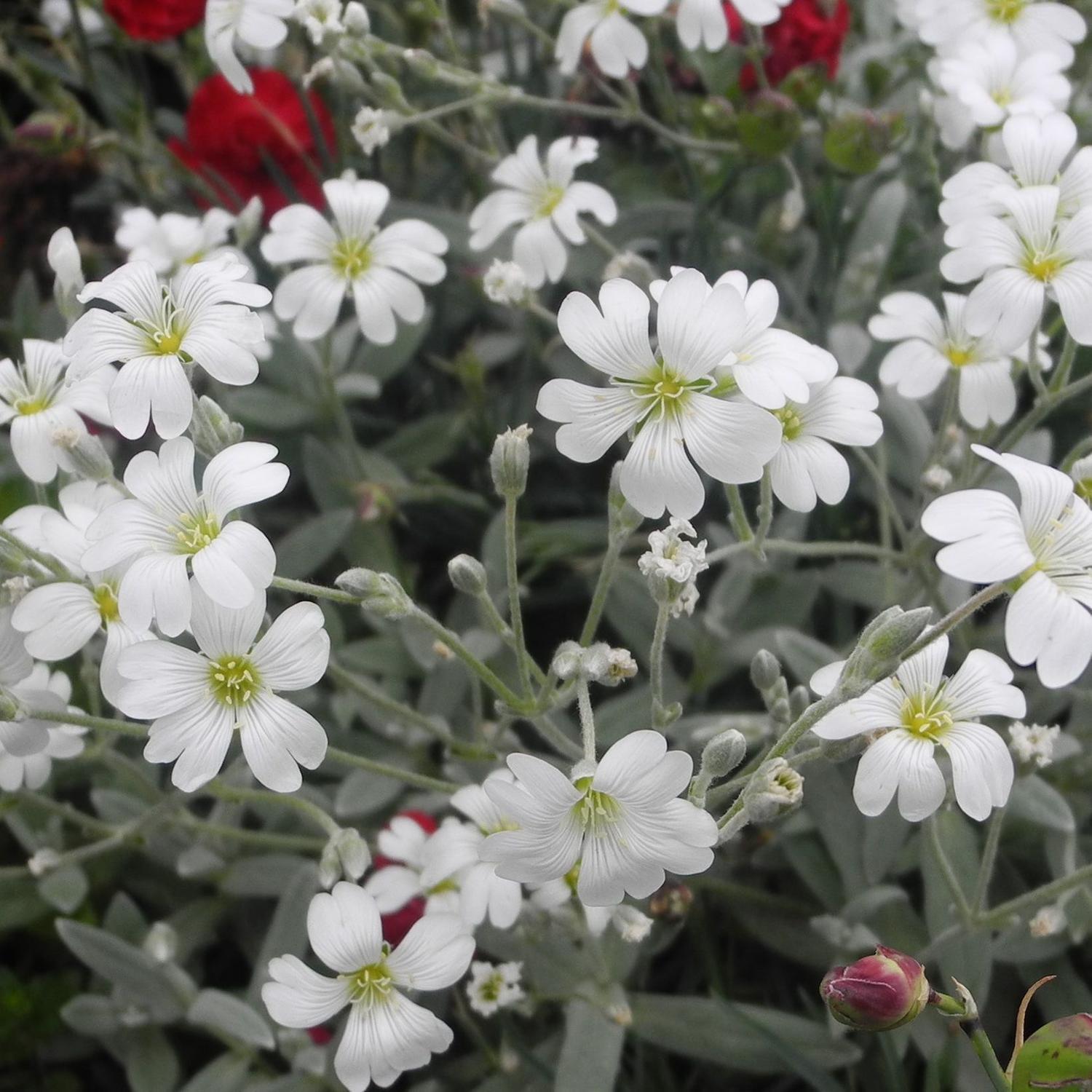 Cerastium Snow In Summer