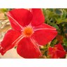 Mandevilla 'Stars & Stripes'