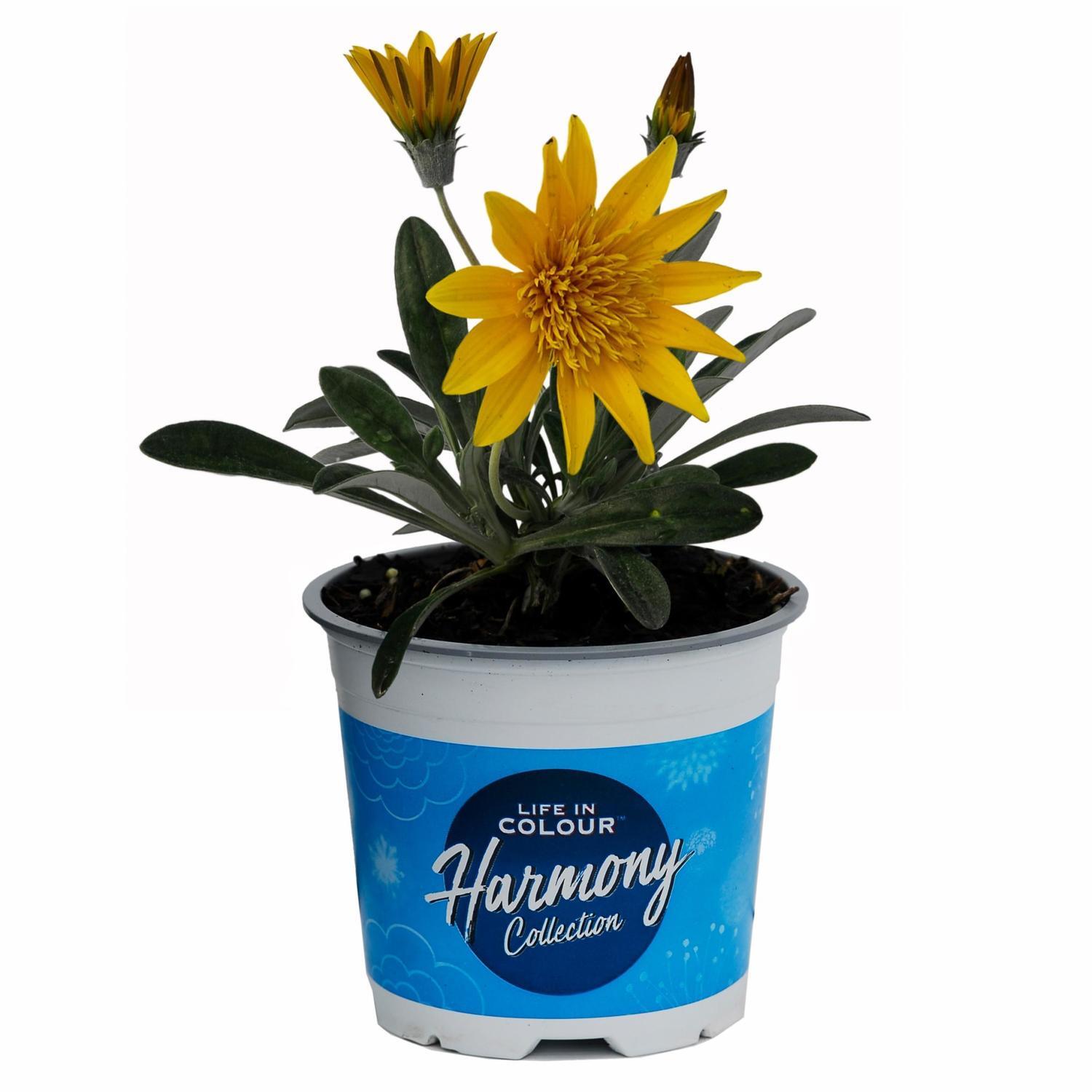 Gazania Sunshine