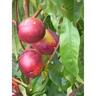 Nectarine Red Gold