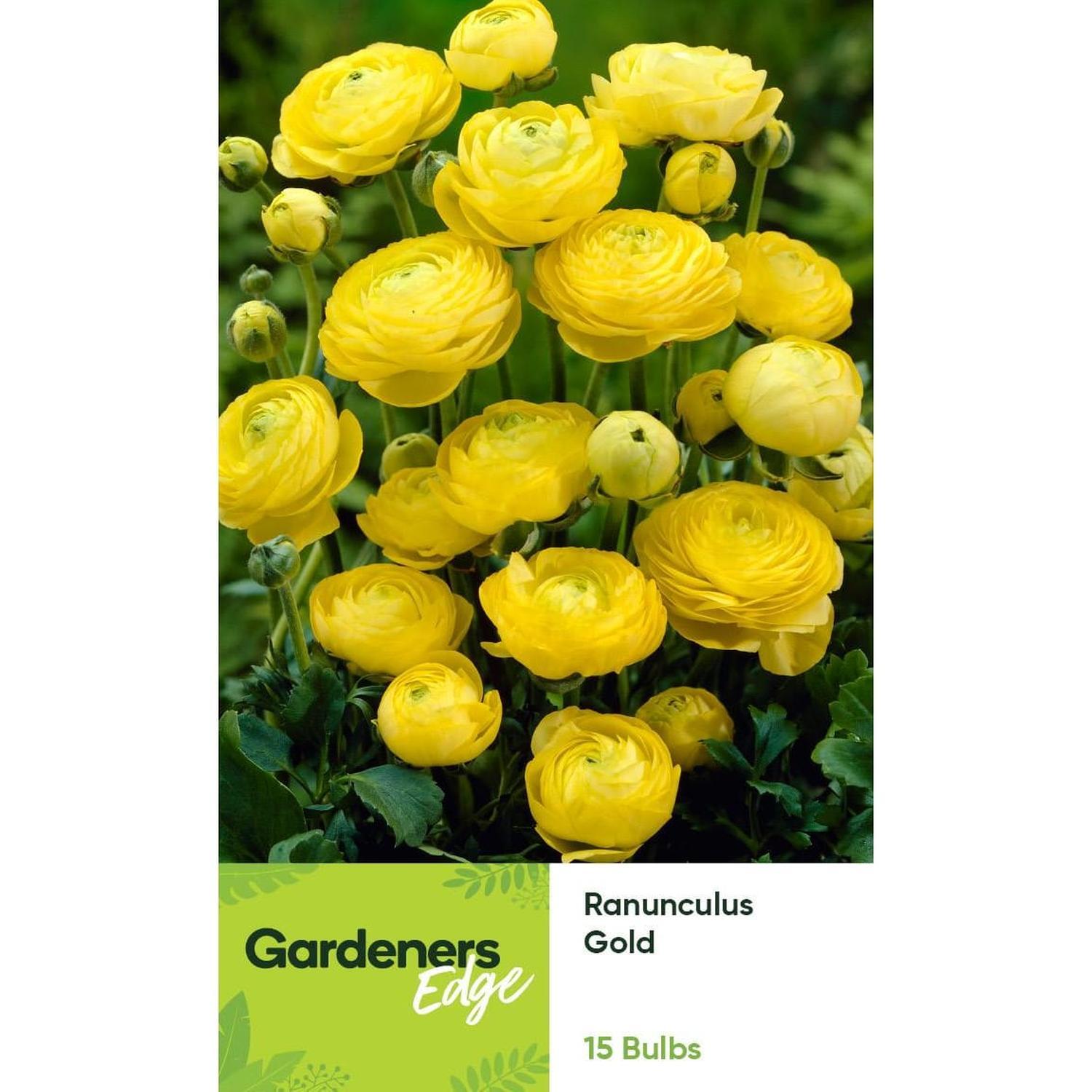 Ranunculus Gold 15 pack