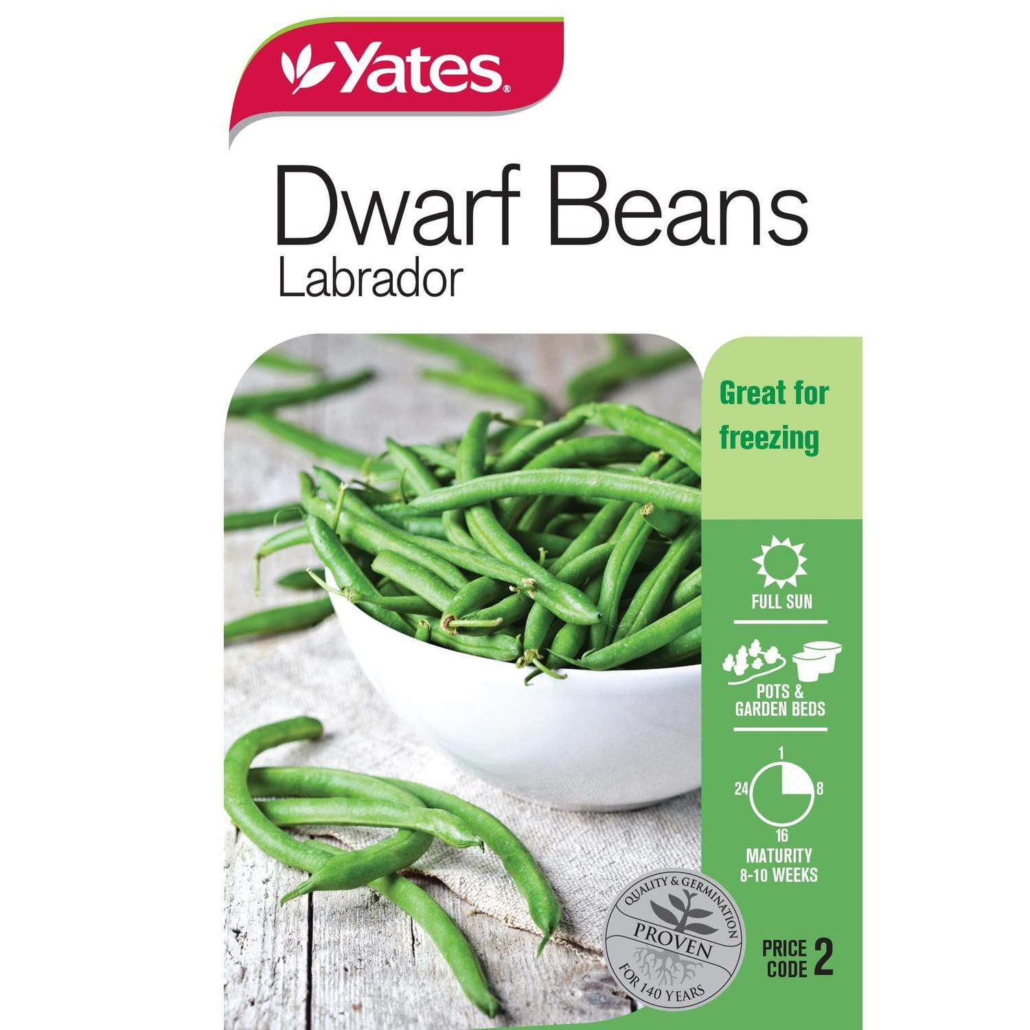 Dwarf Beans Labrador