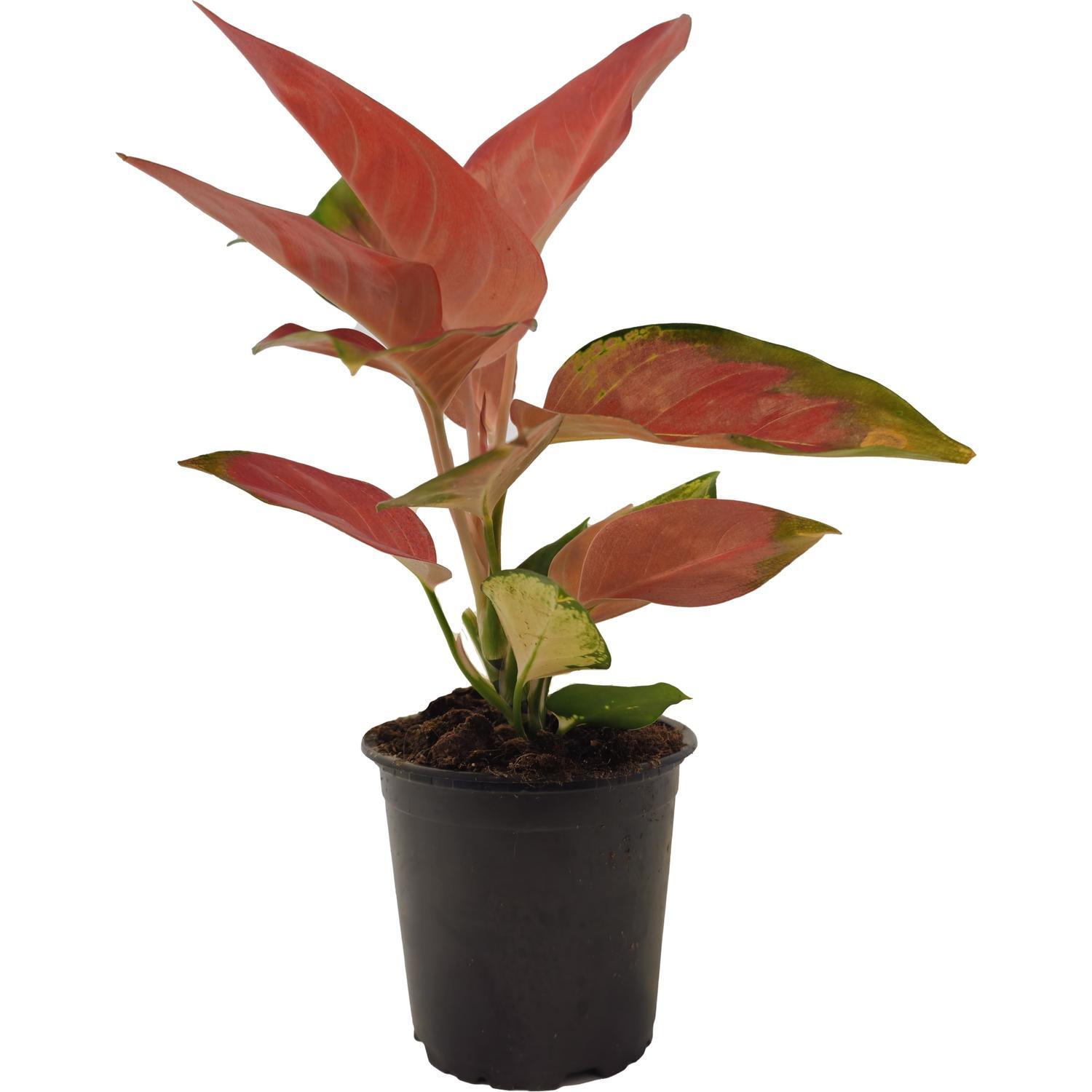 Aglaonema China Red 12cm