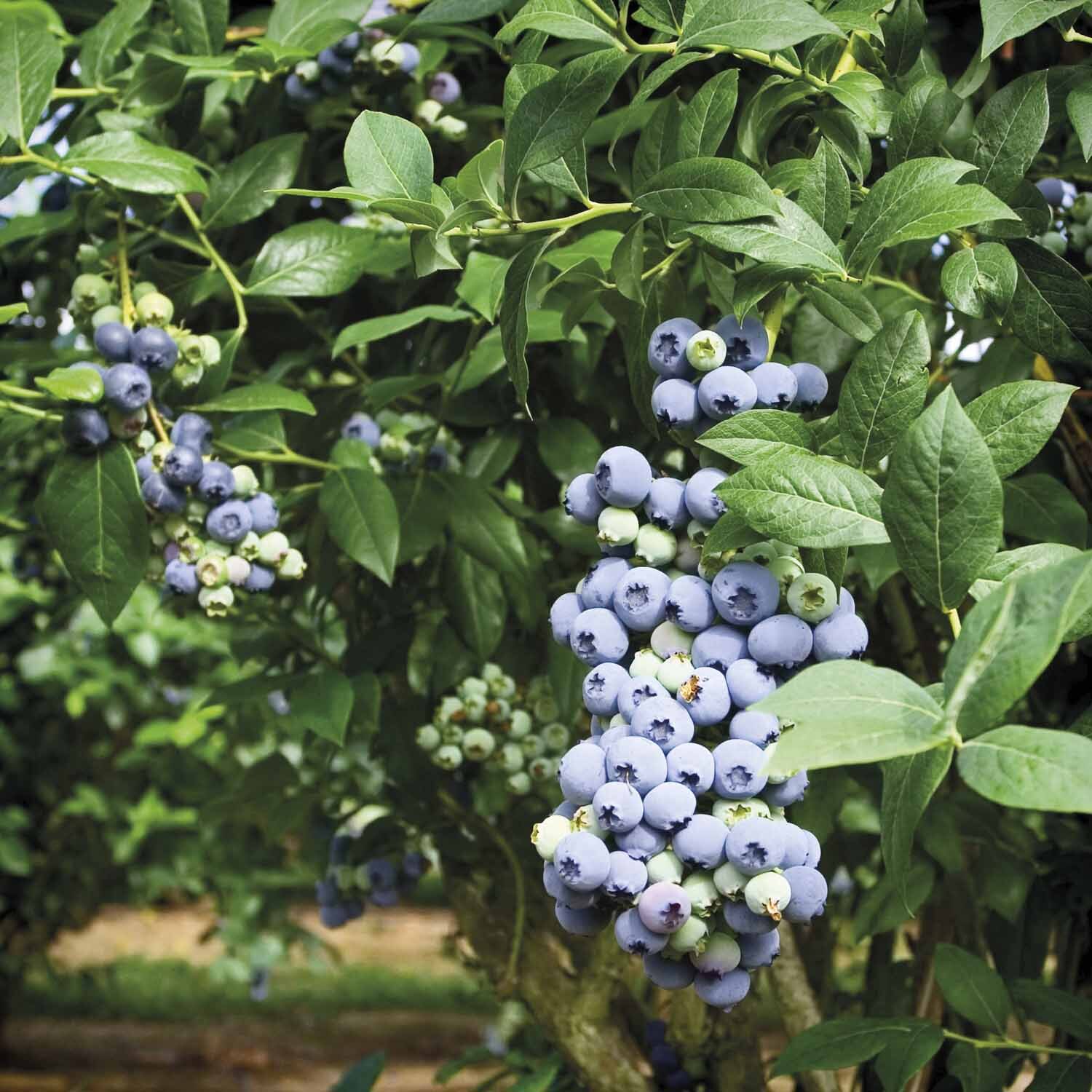 Blueberry Sapphire Blue