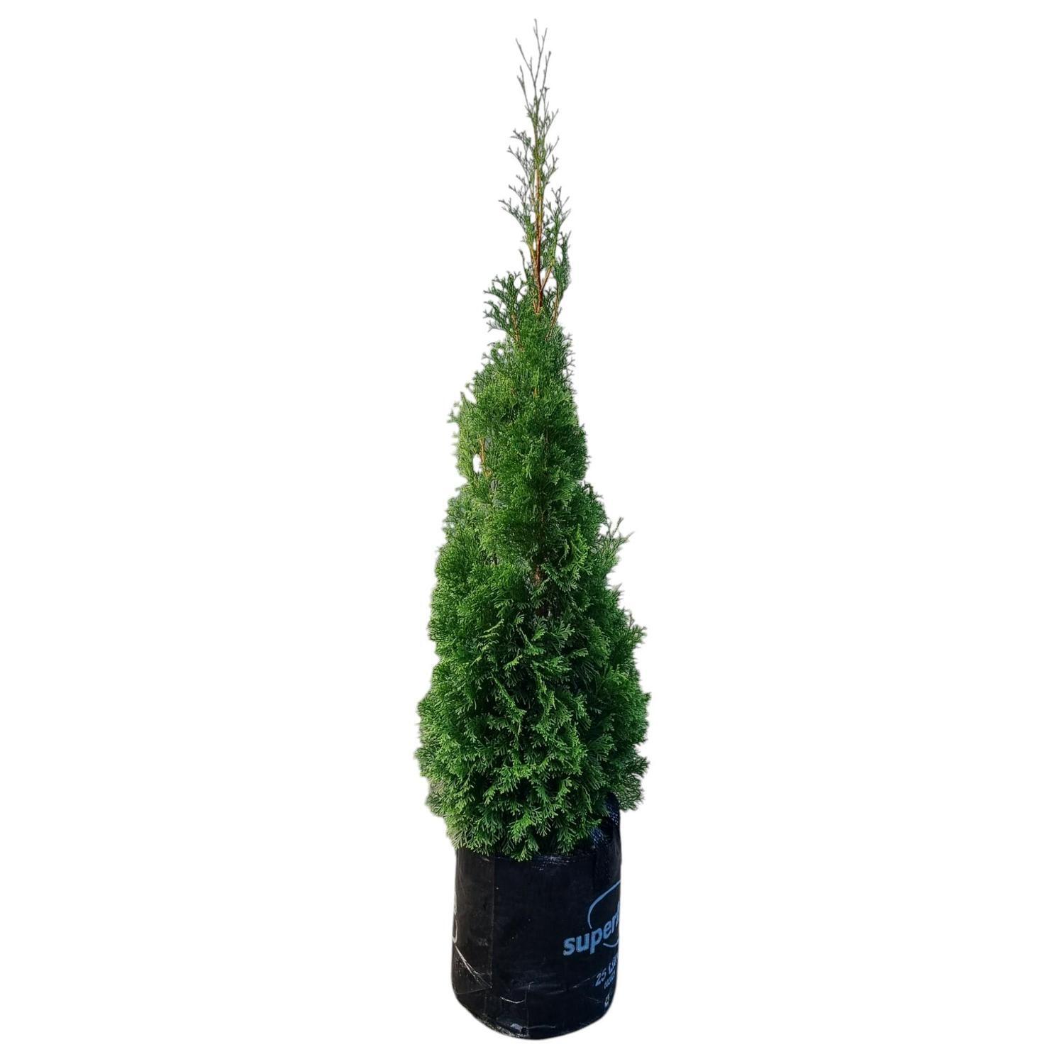 Thuja O. Smargard 25L